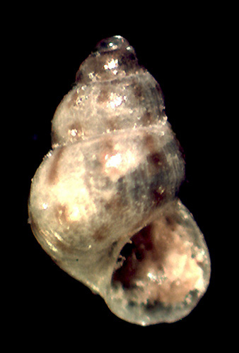 Altra Setia da identificare